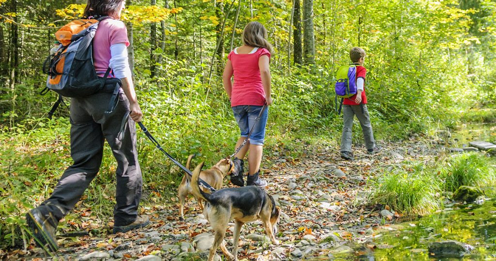 rando avec un chien