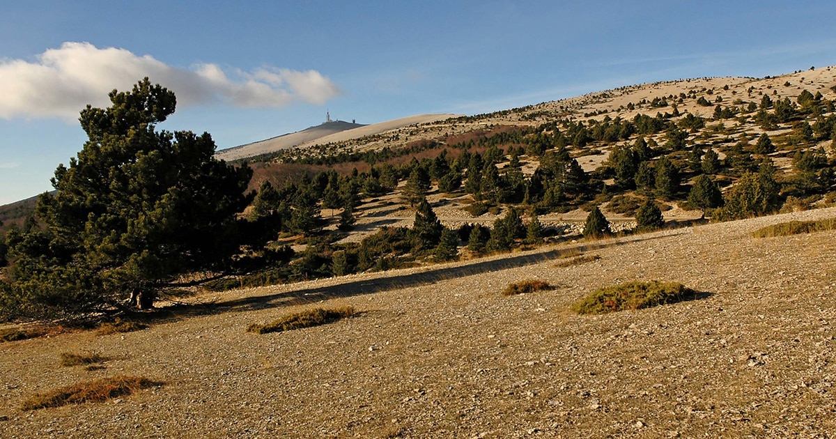 Vue sur le Ventoux depuis le Chalet Reynard