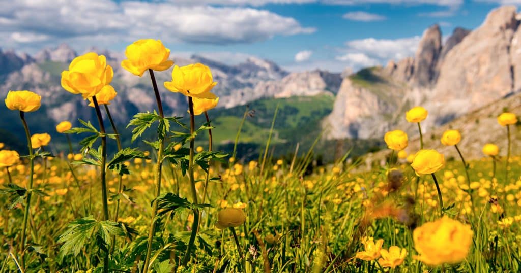 Les fleurs de montagne