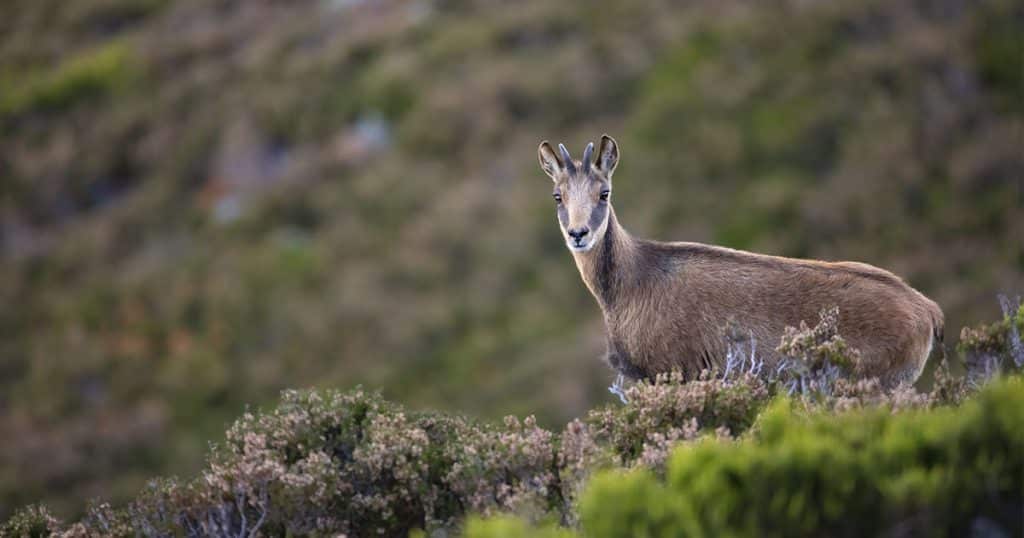 Chamois qui se repose dans la montagne