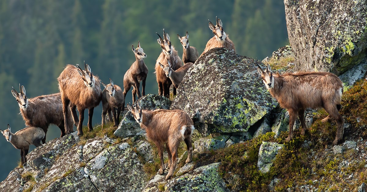 groupe de chamois