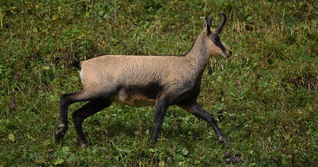 Jeune chamois